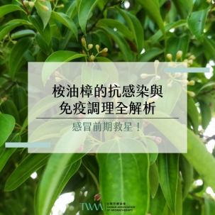 感冒前期救星！桉油樟的抗感染與免疫調理全解析