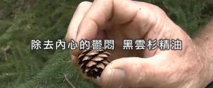 北方森林的能量精油：黑雲杉的化學作用與情緒安定功能