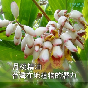 台灣在地植物的潛力-月桃精油