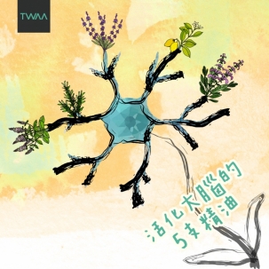 健忘不等於老！五種精油提升專注、記憶力與大腦活性