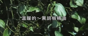 冷天必備：黑胡椒精油改善代謝、肌肉痠痛與感冒支持
