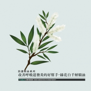 防疫精油系列 改善呼吸道發炎的好幫手—綠花白千層精油