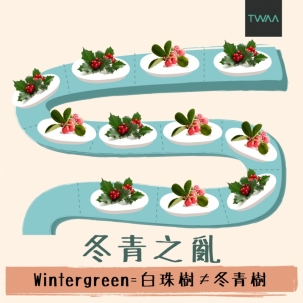 精油界也有改名之亂？白珠樹與冬青樹